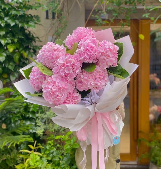 Hoa tú cầu hồng
